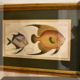 A27. Framed fish print.
